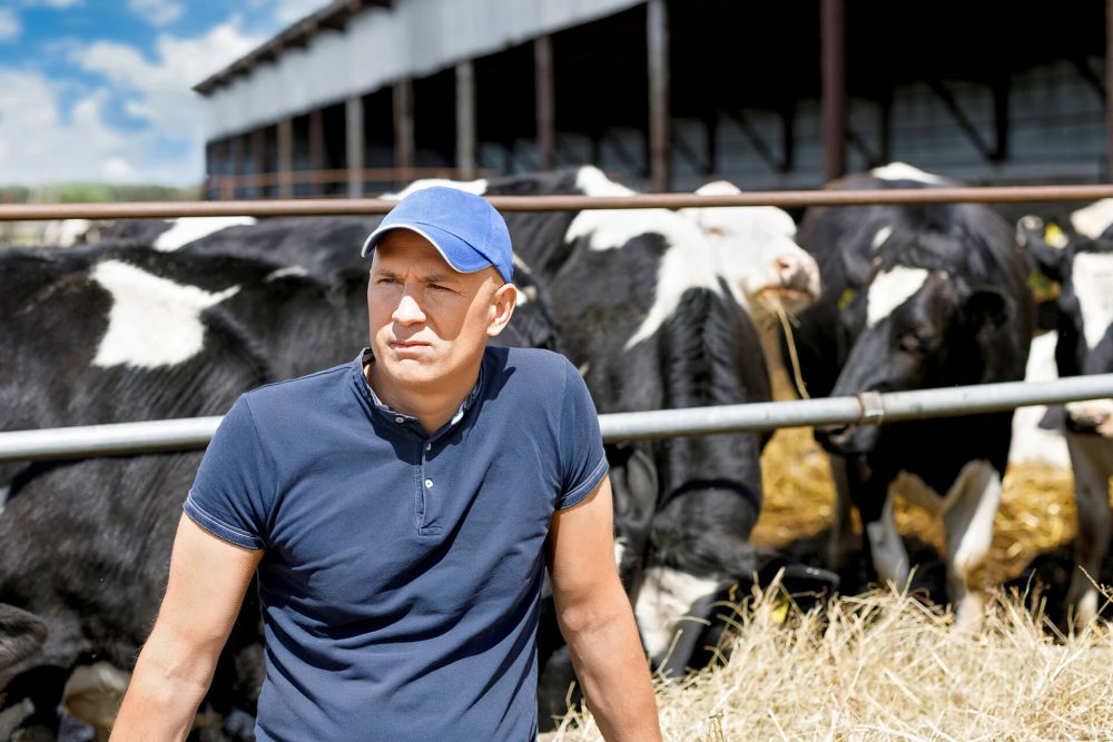 Man Reflecting Near a Cattle Farm: Coping with the Loss of a Loved One. A thoughtful individual leans on a fence, surrounded by cows, symbolizing moments of solitude and reflection during grief.